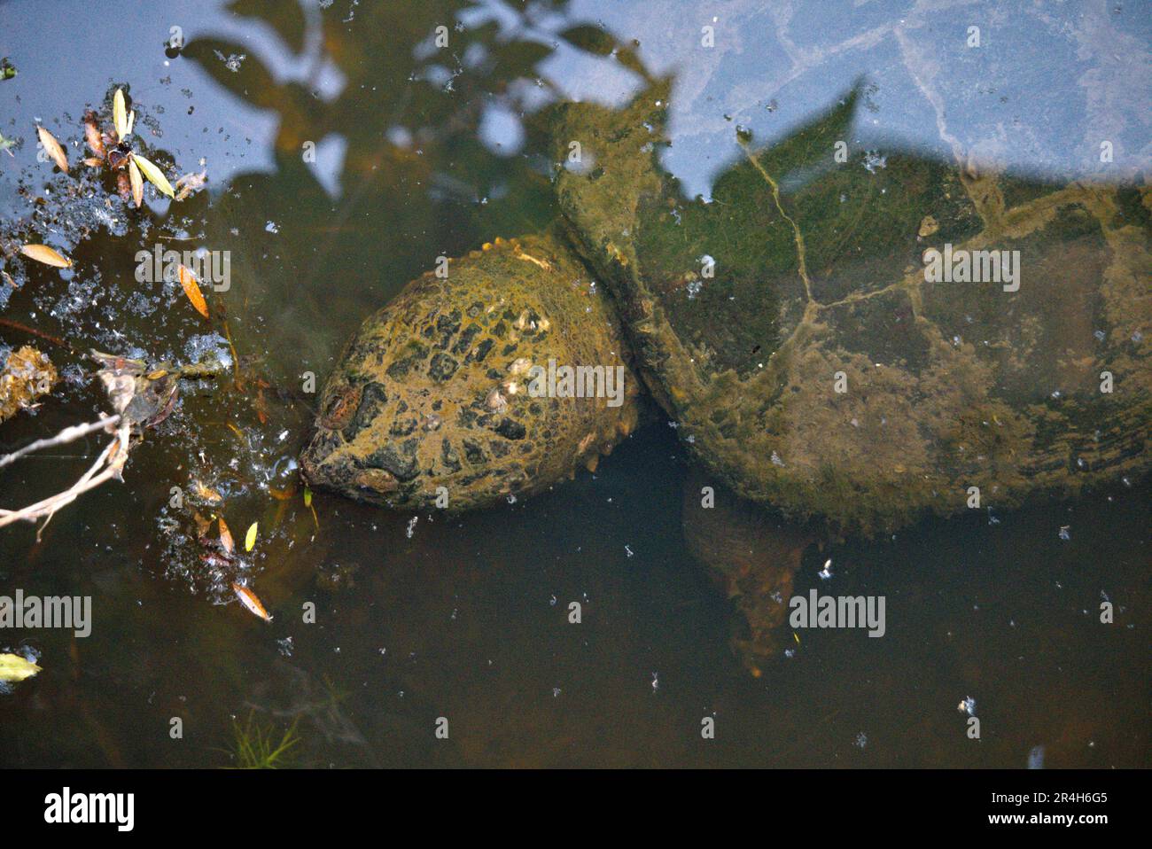Snapping Turtle in a Pennsylvania stream Stock Photo