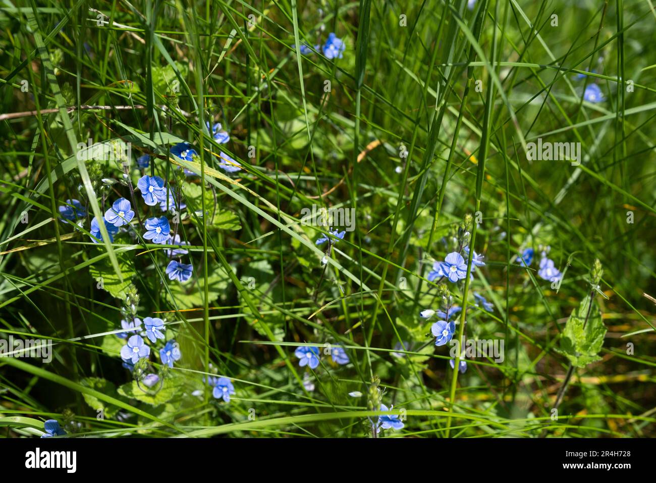 Small blue Veronica or Speedwell flowers grow in the roadside between