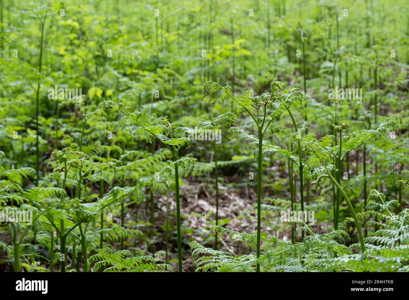 Field full of young fresh green ferns in a forest, growing straight upwards. Focus on the ferns in the foreground. Background image Stock Photo