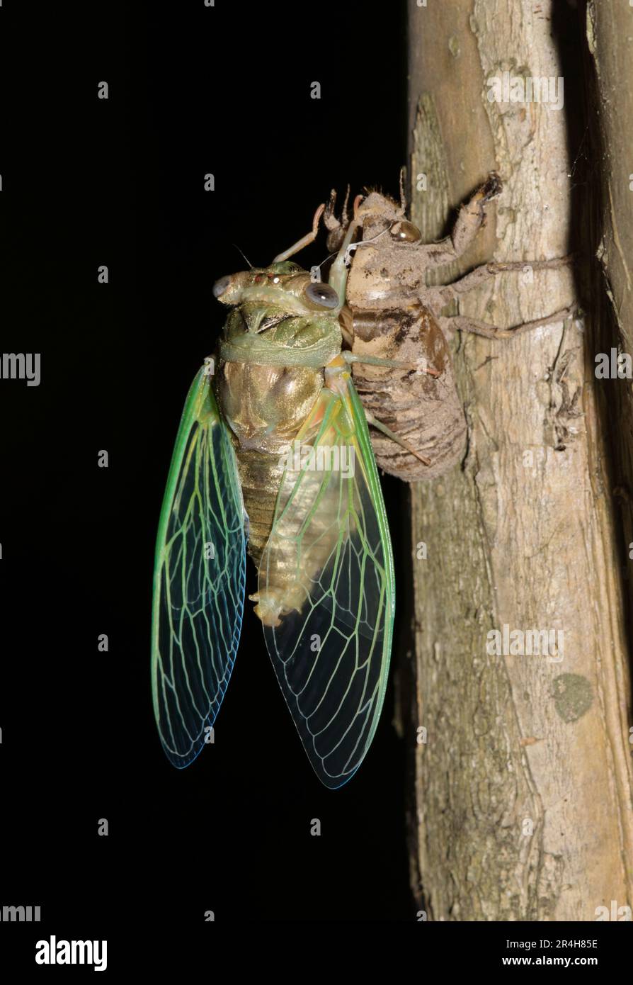 Cicada emerging from an exuvia shell on a Crepe Myrtle tree in Houston, TX at night. Common noisy insect found worldwide in the warmer months. Stock Photo
