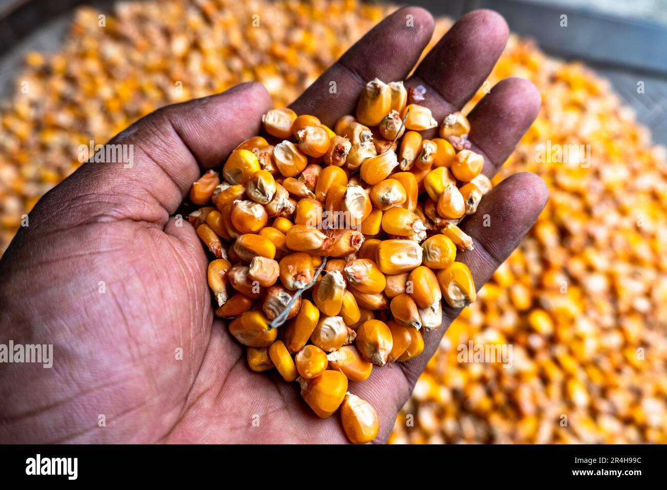 Bulk of yellow corn grains texture. Yellow corn as background with