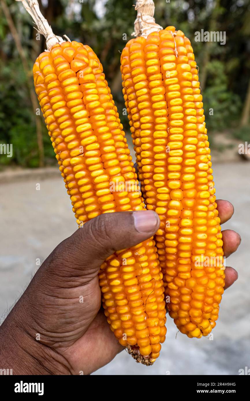 Portrait view of two ear of maize isolated on natural background. The