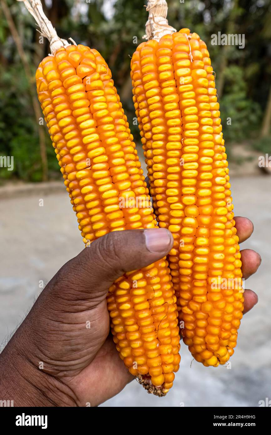 Portrait view of two ear of maize isolated on natural background. The scientific name is Zea Mays Stock Photo