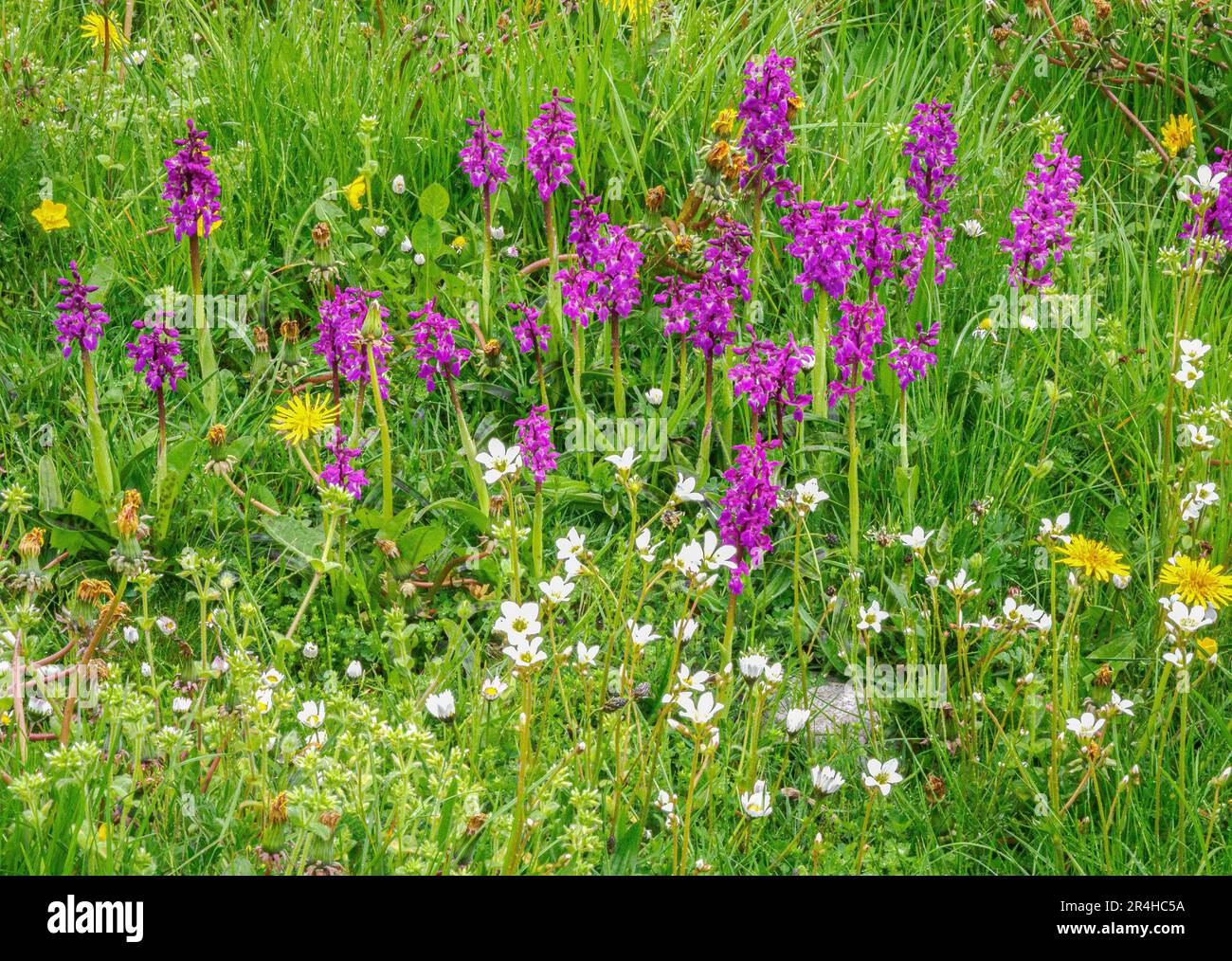 Colony of Early Purple Orchid Meadow Saxifrage and other wildflowers in Fern Dale above Lathkill Dlae in the Derbyshire Peak District UK Stock Photo