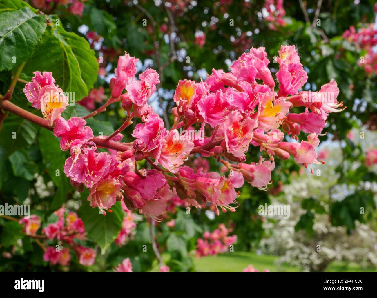 Flowers of the Red Horse Chestnut Aesculus hippocastrum x carnea an ornamental tree grown in parks and gardens - Somerset UK Stock Photo