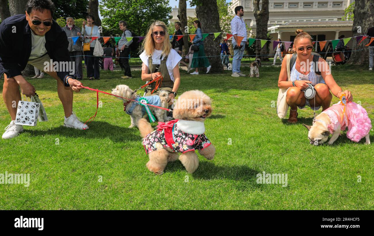 London, UK. 28th May, 2023. Ellie, a 6 year old Cavapoo in a beautiful ...