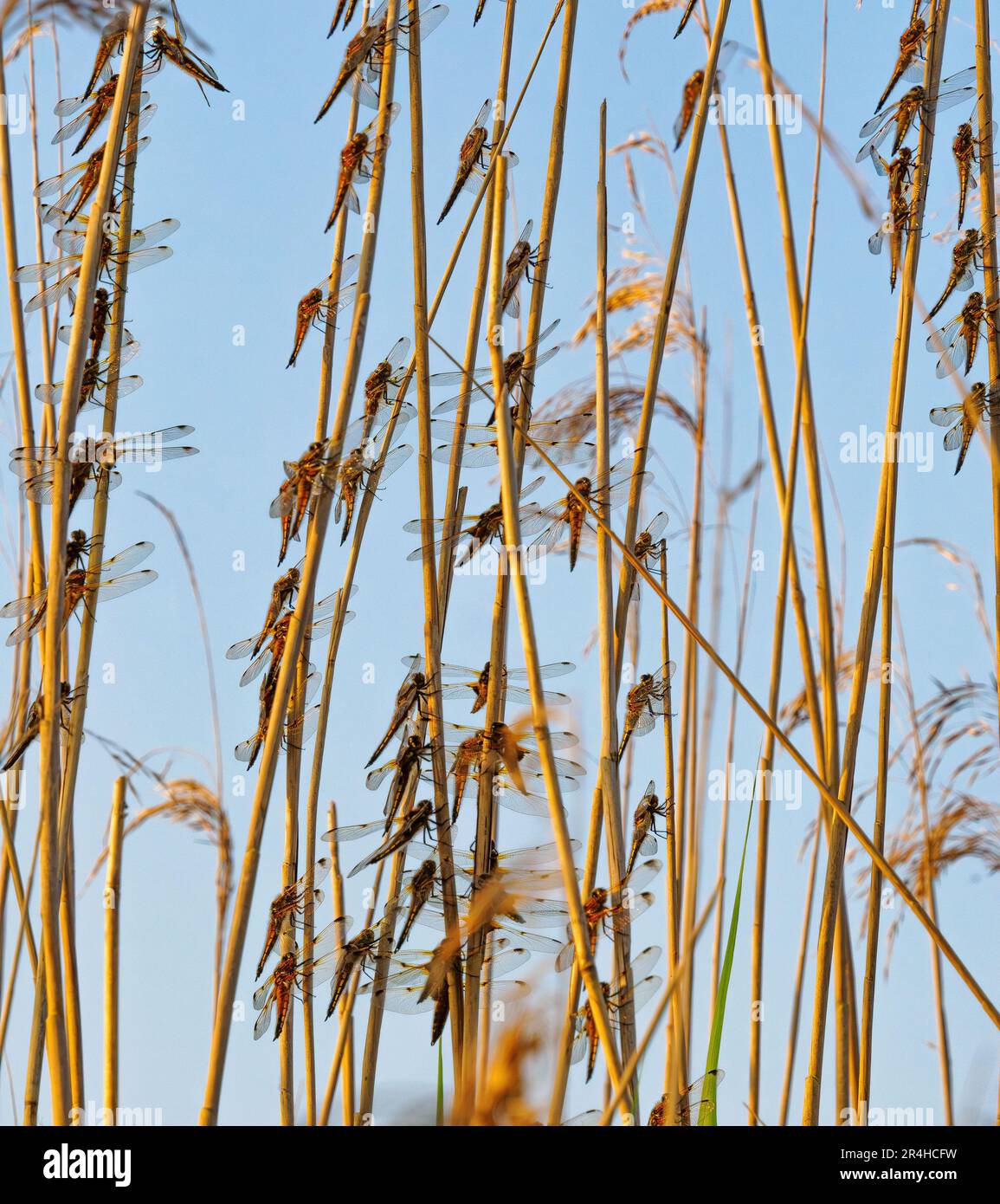 Four-spotted Chaser dragonfly roost Libellula quadrimaculata in reeds on the Somerset Levels UK Stock Photo