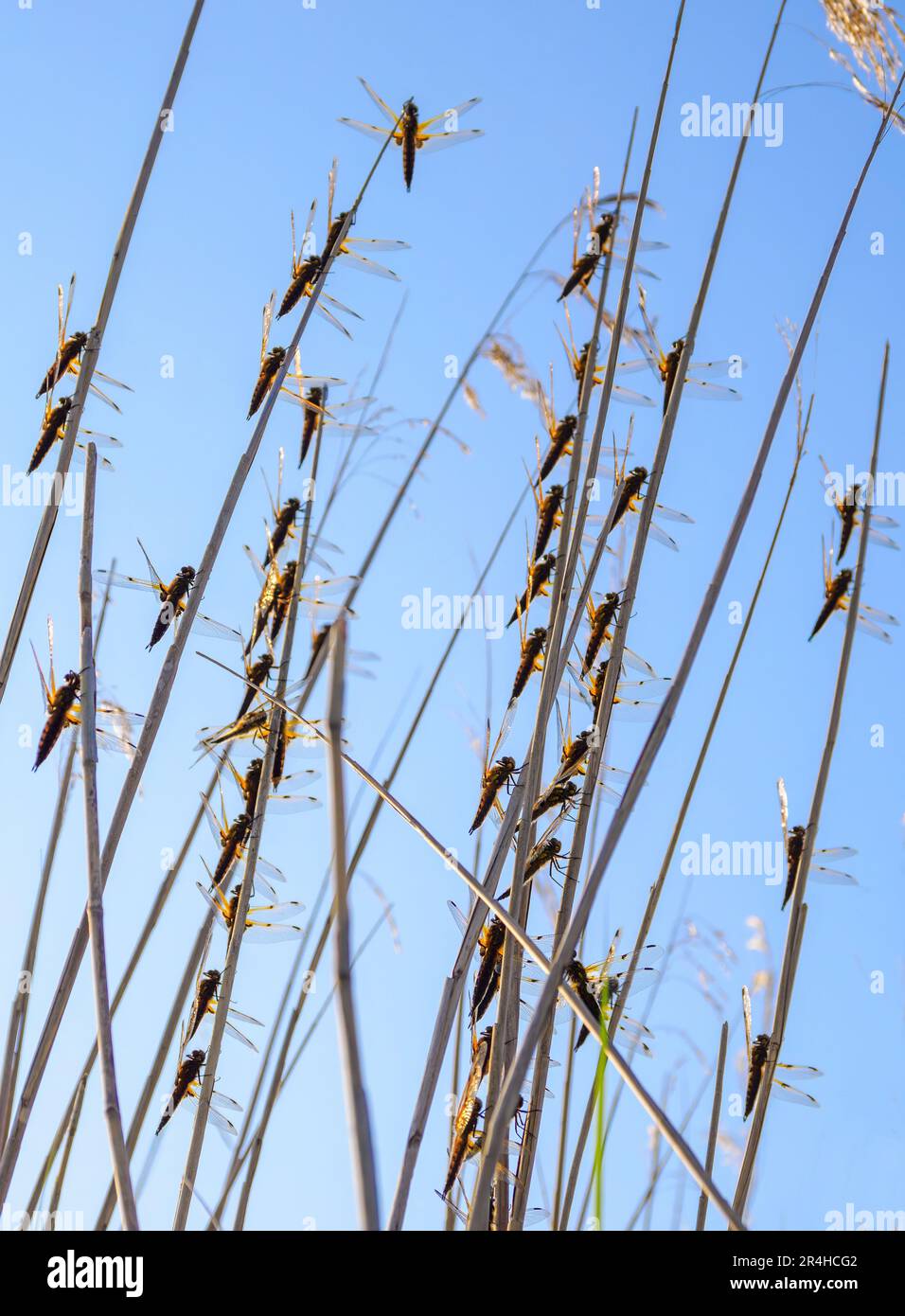 Four-spotted Chaser dragonfly roost Libellula quadrimaculata in reeds on the Somerset Levels UK Stock Photo