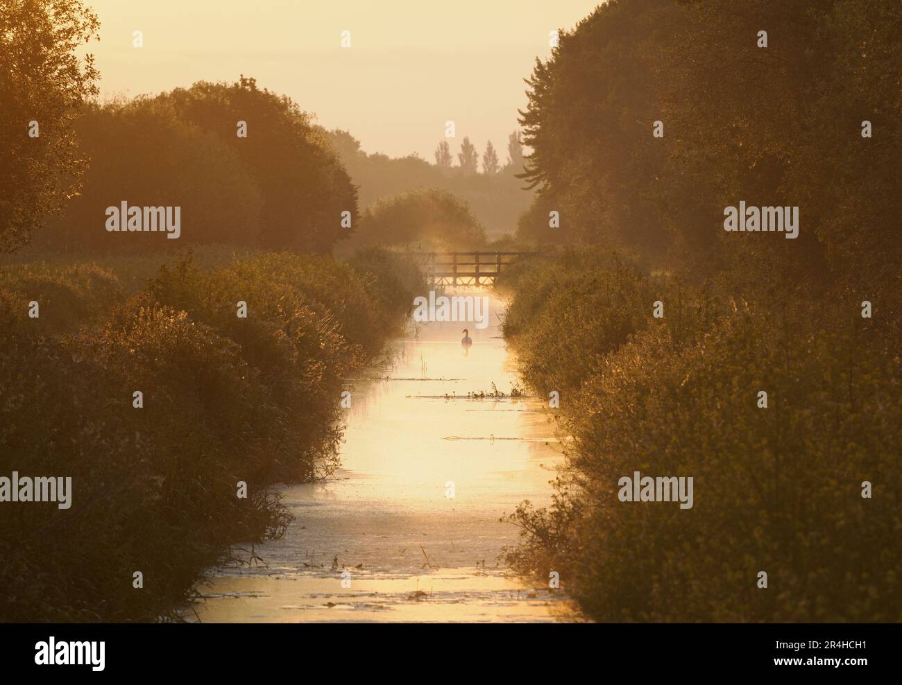 Dawn at Ham Wall along the Glastonbury Canal on the Somerset Levels UK Stock Photo