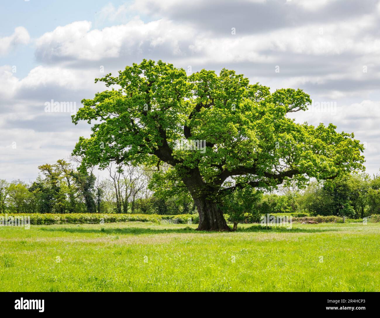 Mature English Oak tree Quercus robur in an open field by the River Thames in Wiltshire UK Stock Photo