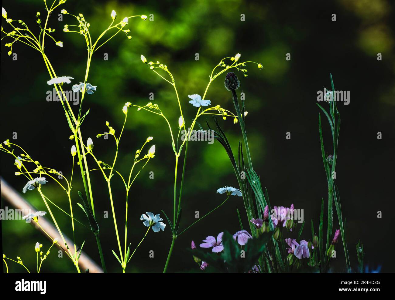 Wildflowers in bloom in the spring garden Stock Photo - Alamy