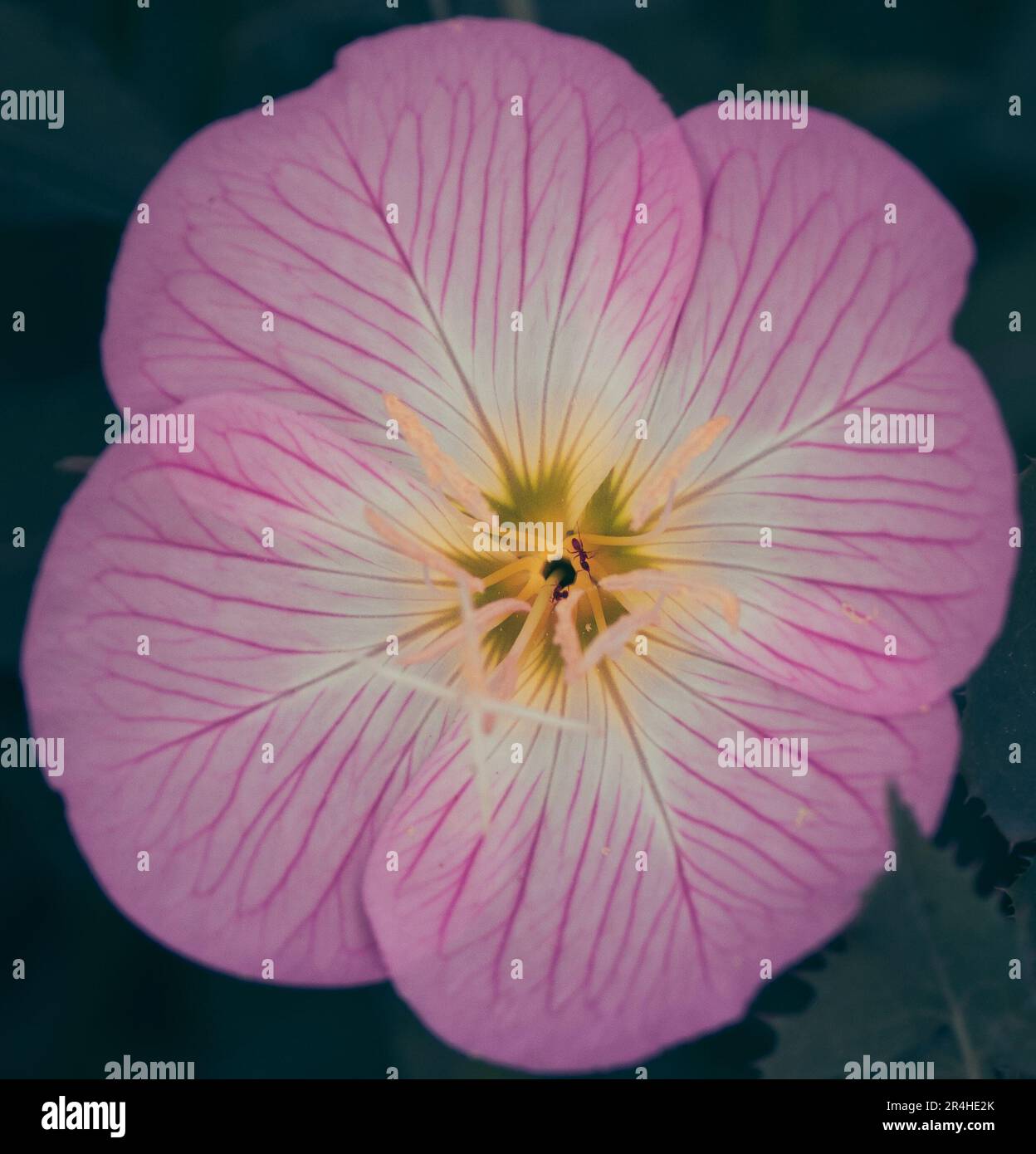 Pink Evening Primrose Stock Photo