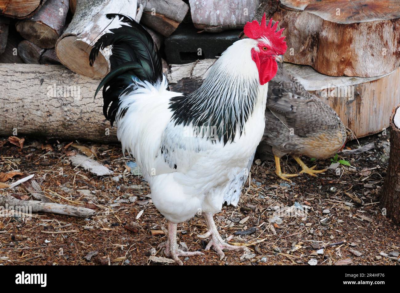 Light Sussex cockerel. Stock Photo