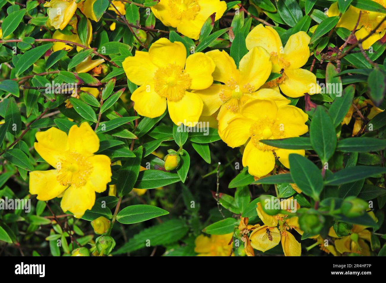 Hypericum 'Hidcote' Stock Photo