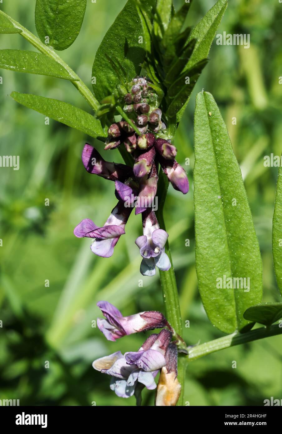 Vetch Bloom Bush vetch flowering Stock Photo - Alamy