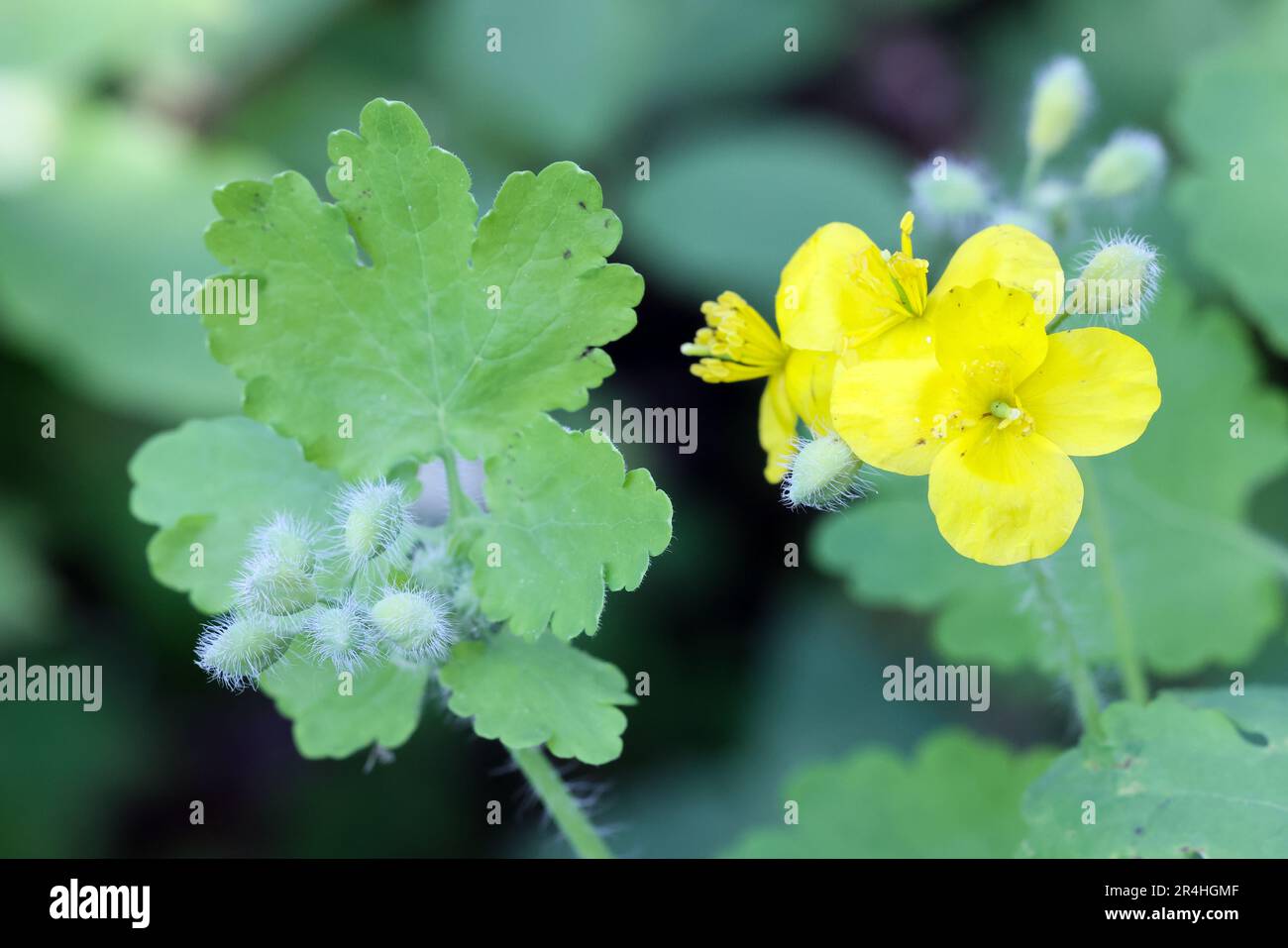 Greater celandine flowering Stock Photo