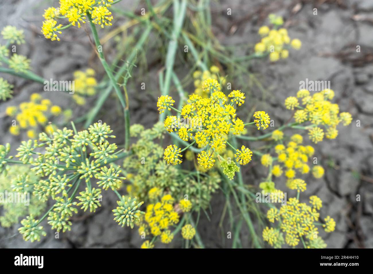 close-up dill plant in selective focus. Fresh dill (Anethum graveolens) growing on the vegetable bed. Annual herb, family Apiaceae. Growing fresh herb Stock Photo