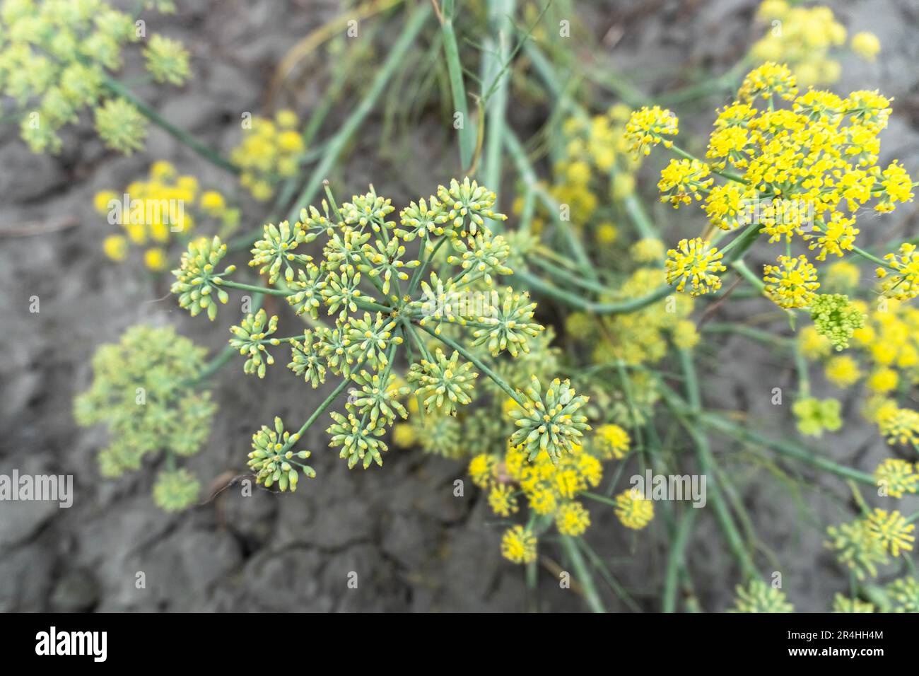 Blooming dill garden or smelly (Anethum graveolens). Annual herb, family Apiaceae. Growing fresh herbs. Green plants in the garden, ecological agricul Stock Photo