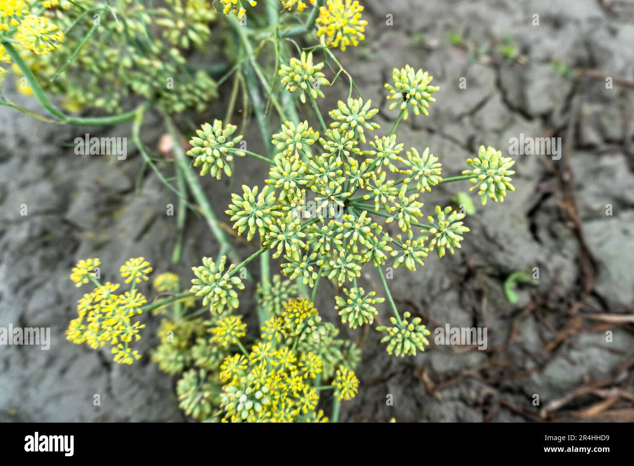 Yellow dill(Anethum graveolens) plant flower. family Apiaceae. Growing fresh herbs. Green plants in the garden, ecological agriculture for producing h Stock Photo