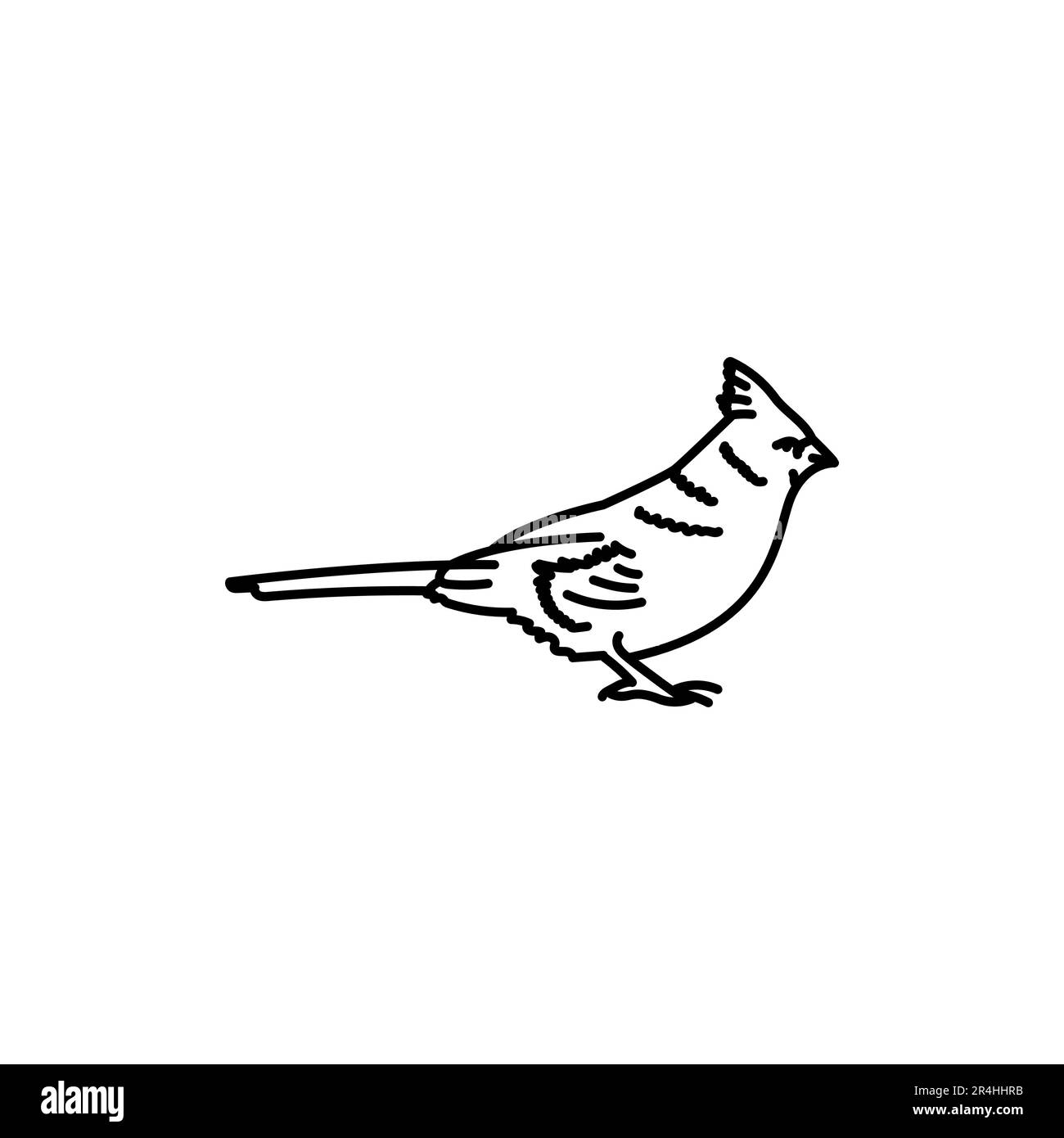 Red cardinal bird black line icon pictogram for web page mobile app