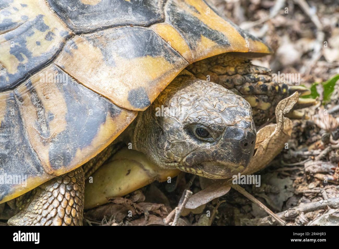 Close up of a turtle's head in parts of a shell in a forest Hermann ...