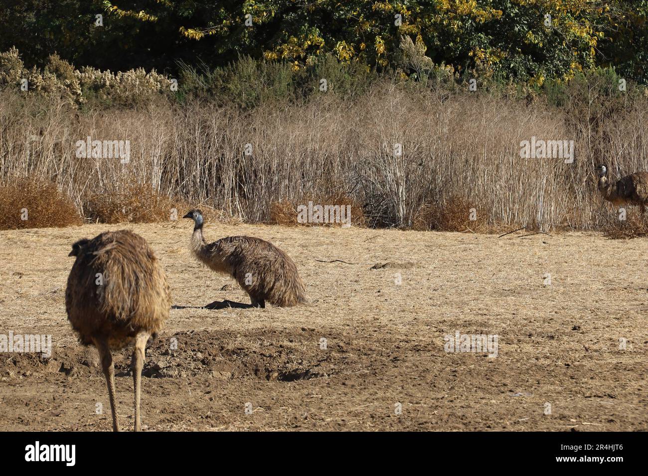 View of Ostrich and Emu  in Solvang, California Stock Photo
