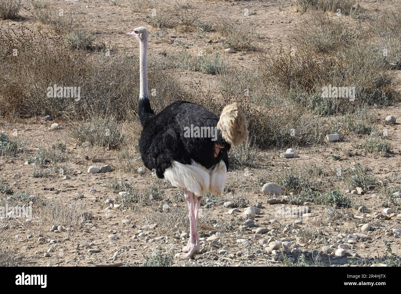 View of Ostrich and Emu  in Solvang, California Stock Photo