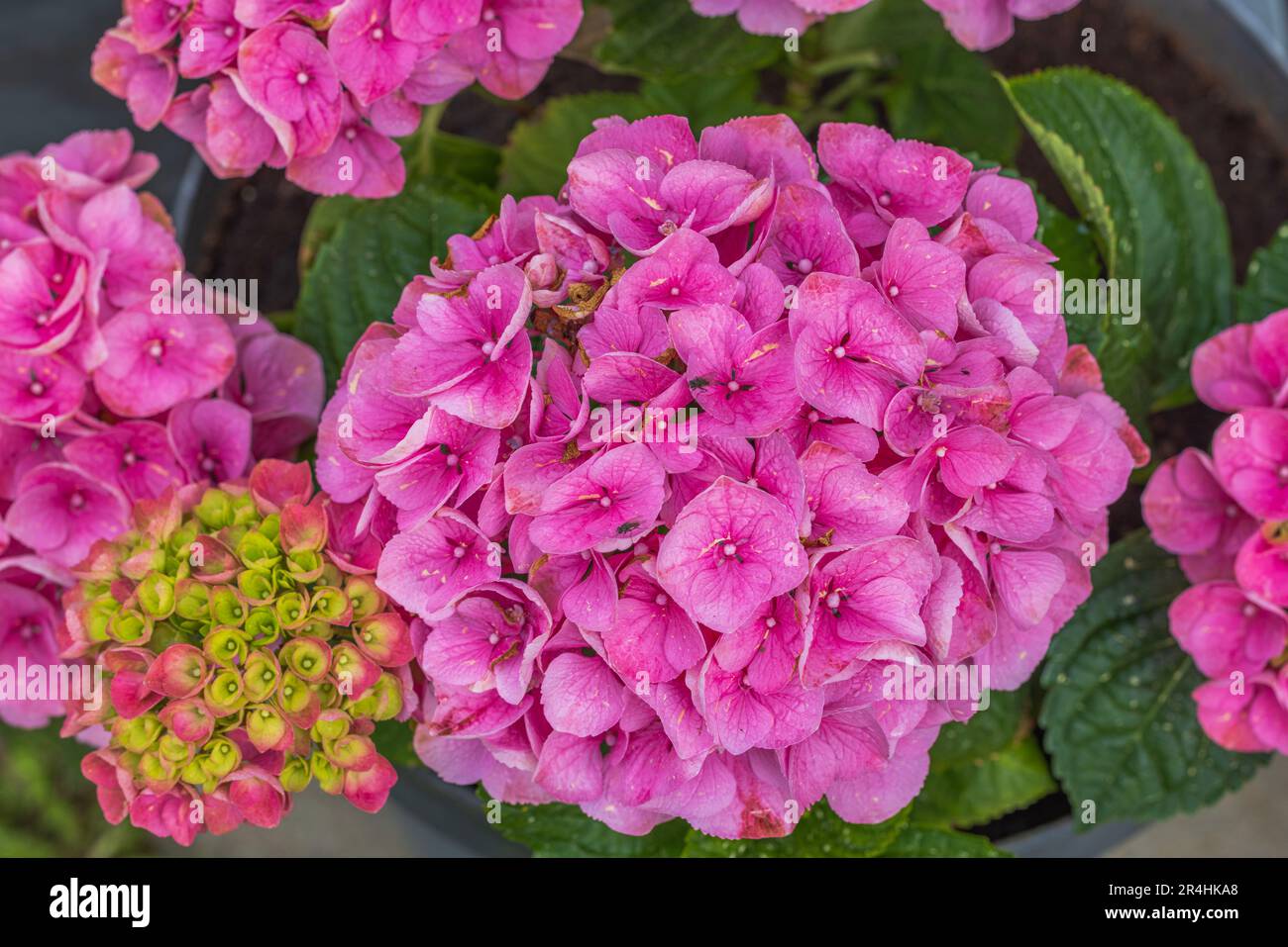 Macro view of pink hydrangea flowers Stock Photo - Alamy