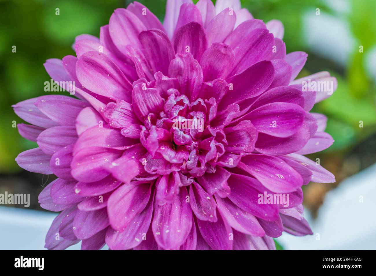 Macro view of pink chrysanthemum flower isolated Stock Photo - Alamy