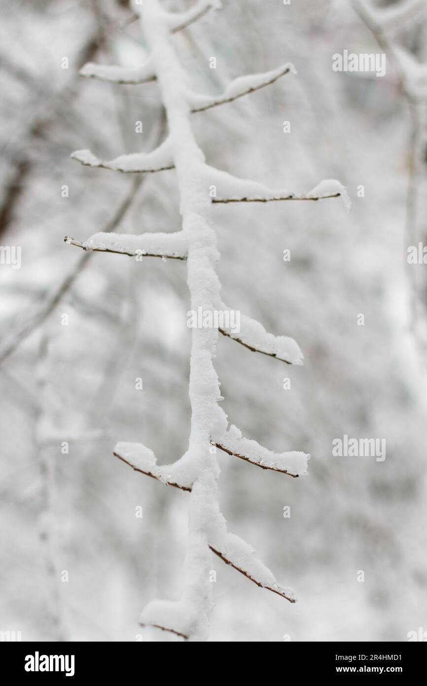 Branches of tree during snow hi-res stock photography and images - Alamy