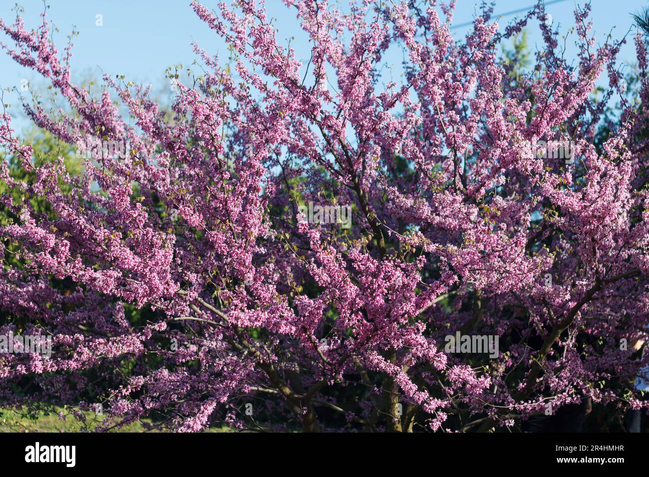 Lilac flower background hi-res stock photography and images - Alamy
