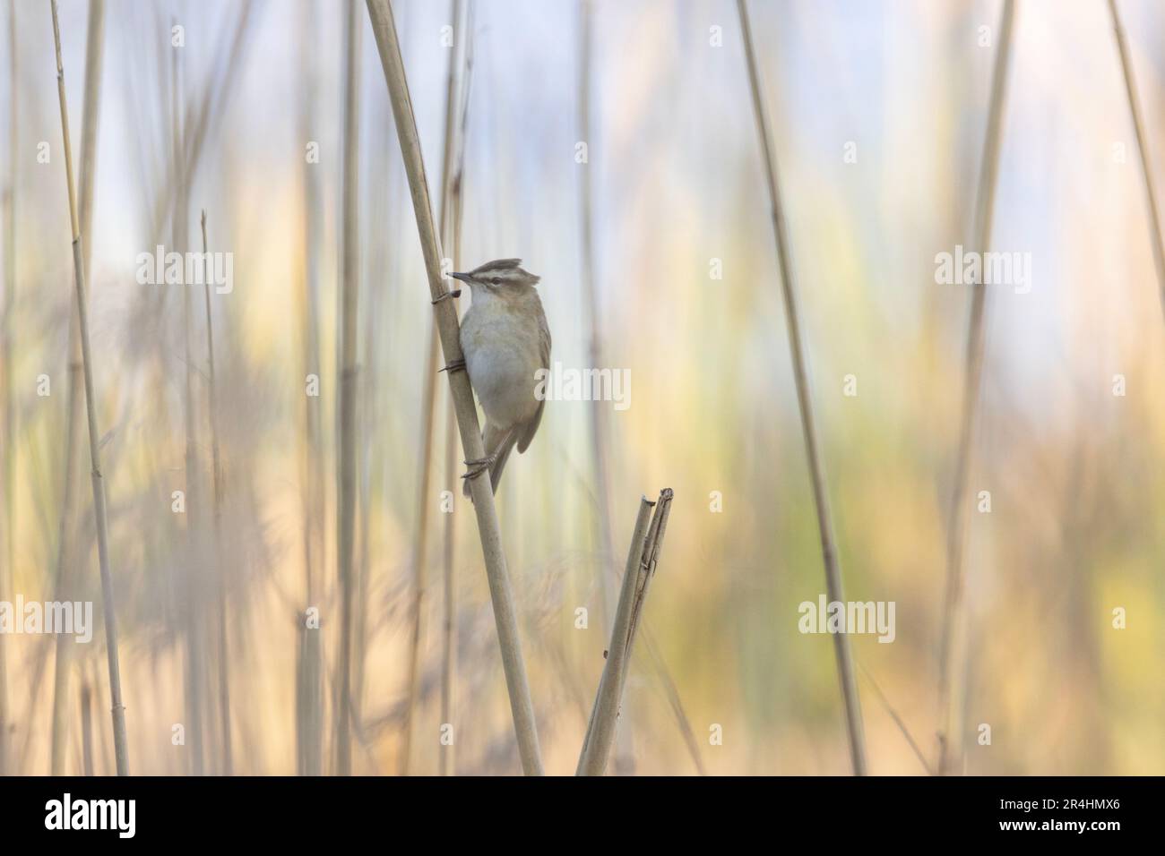 A reed warbler Stock Photo