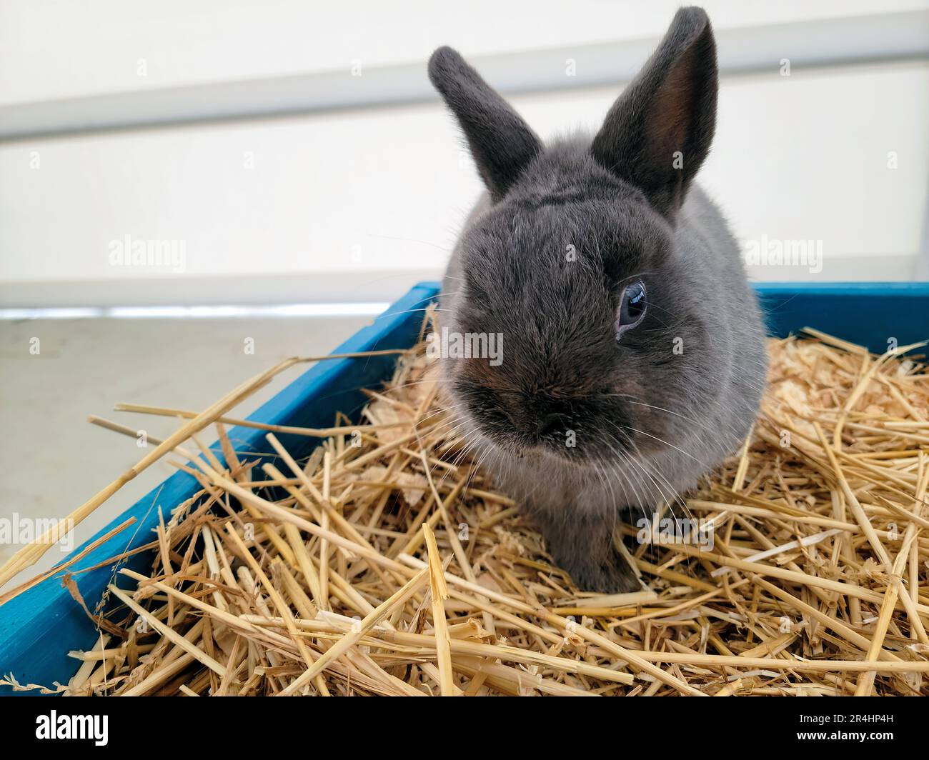 Close-up of a siames sable rabbit in straw Stock Photo