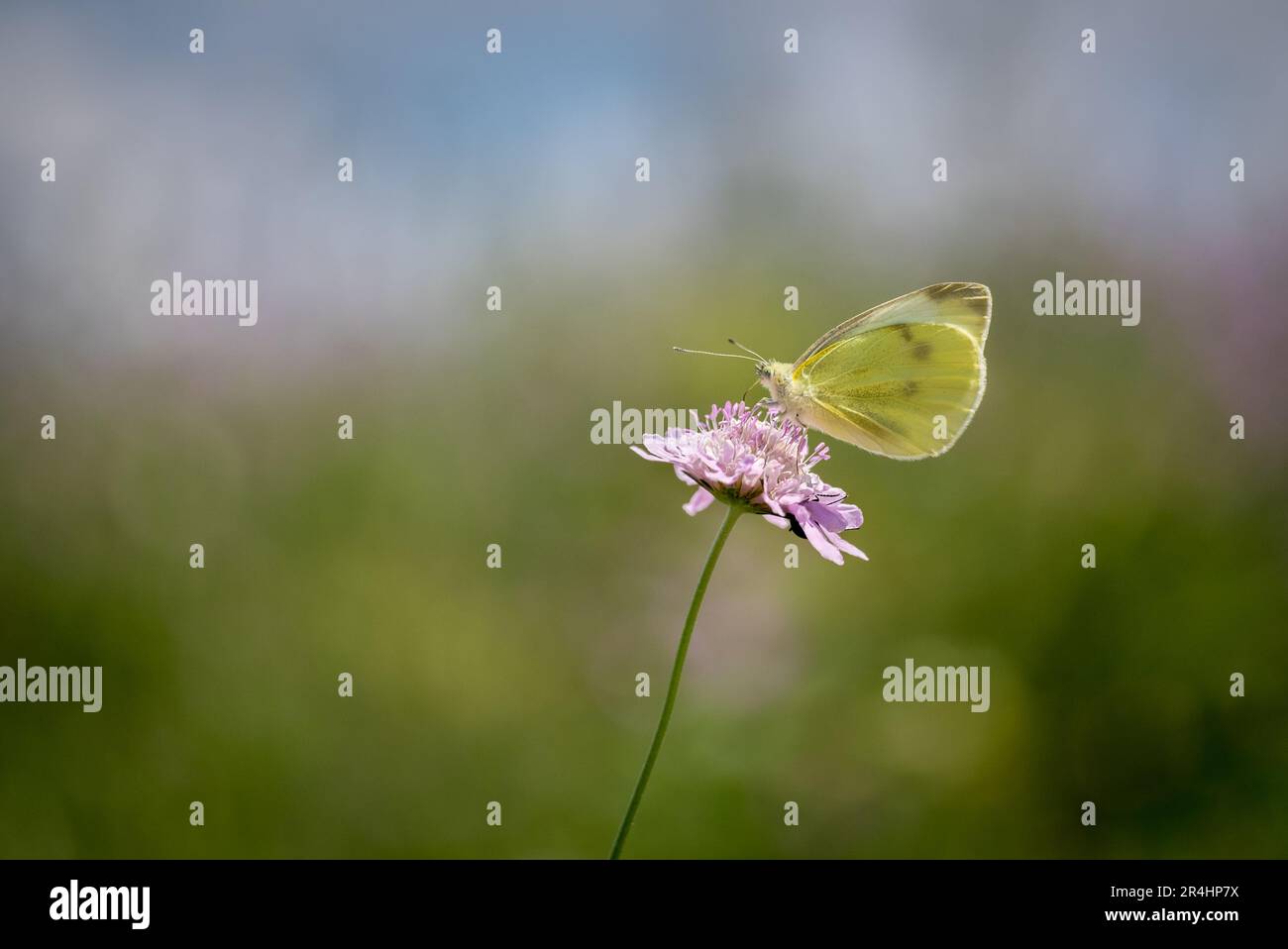 Cabbage white butterfly sitting on a flower Stock Photo