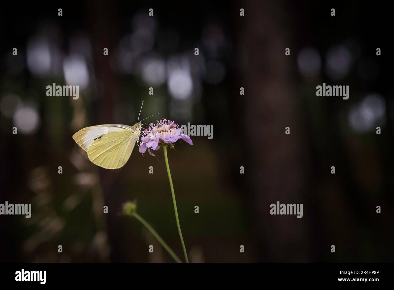 Cabbage white butterfly sitting on a flower Stock Photo