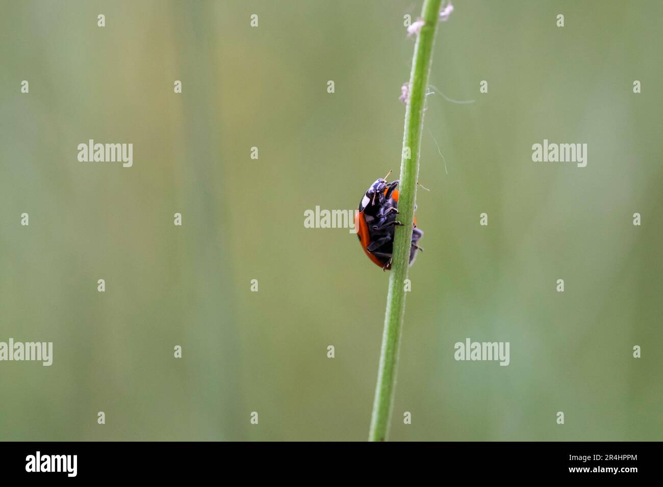 Ladybug or lady beetle walking on a branch Stock Photo