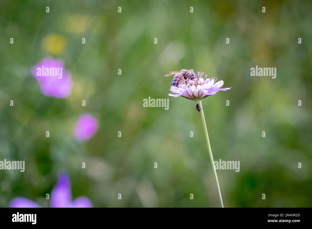 Western honey bee on flower hi-res stock photography and images - Alamy