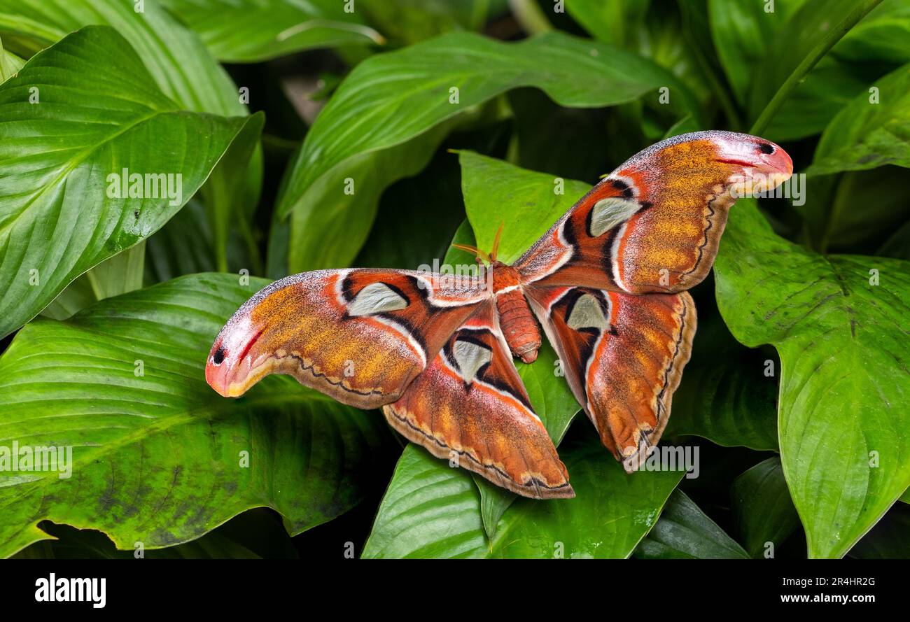 Atlas Moth - Attacus atlas, beautiful large iconic moth from Asian forests and woodlands, Borneo, Indonesia. Stock Photo