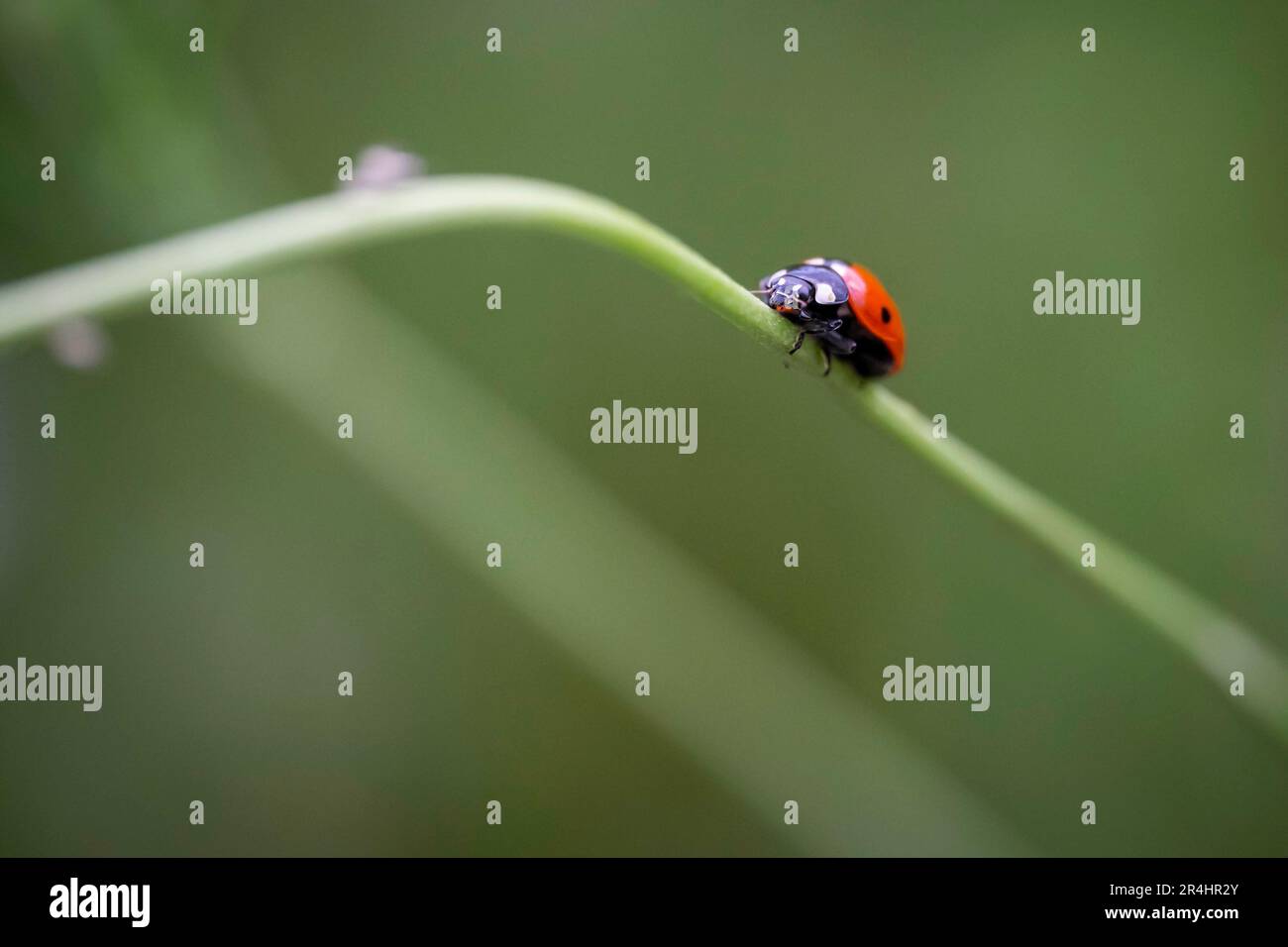Ladybug or lady beetle walking on a branch Stock Photo