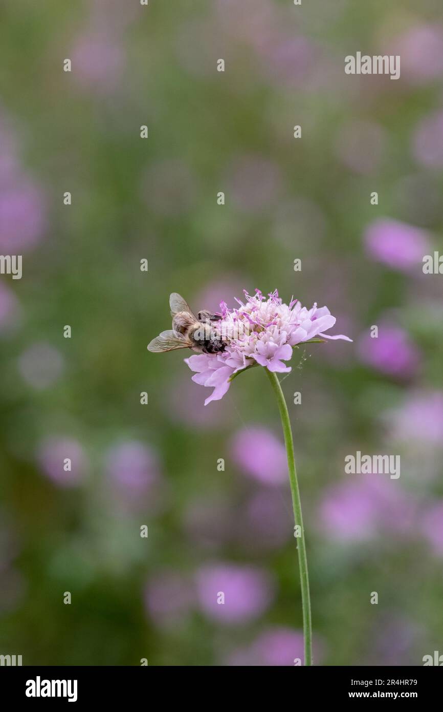 European honey bee collecting hi-res stock photography and images - Alamy