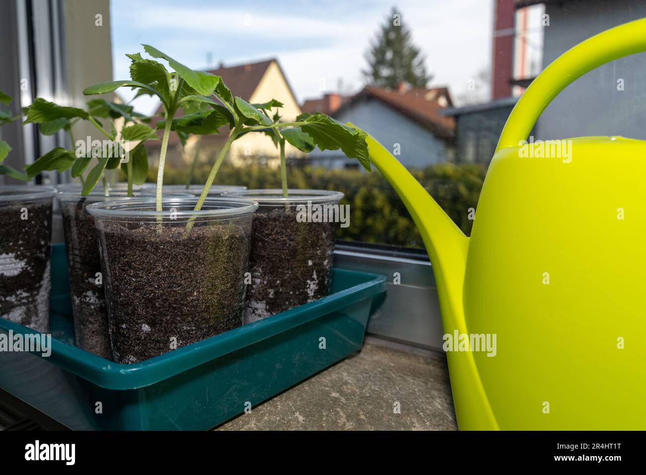 Growing cucumber seedlings on the windowsill in spring with a water can on the side Stock Photo