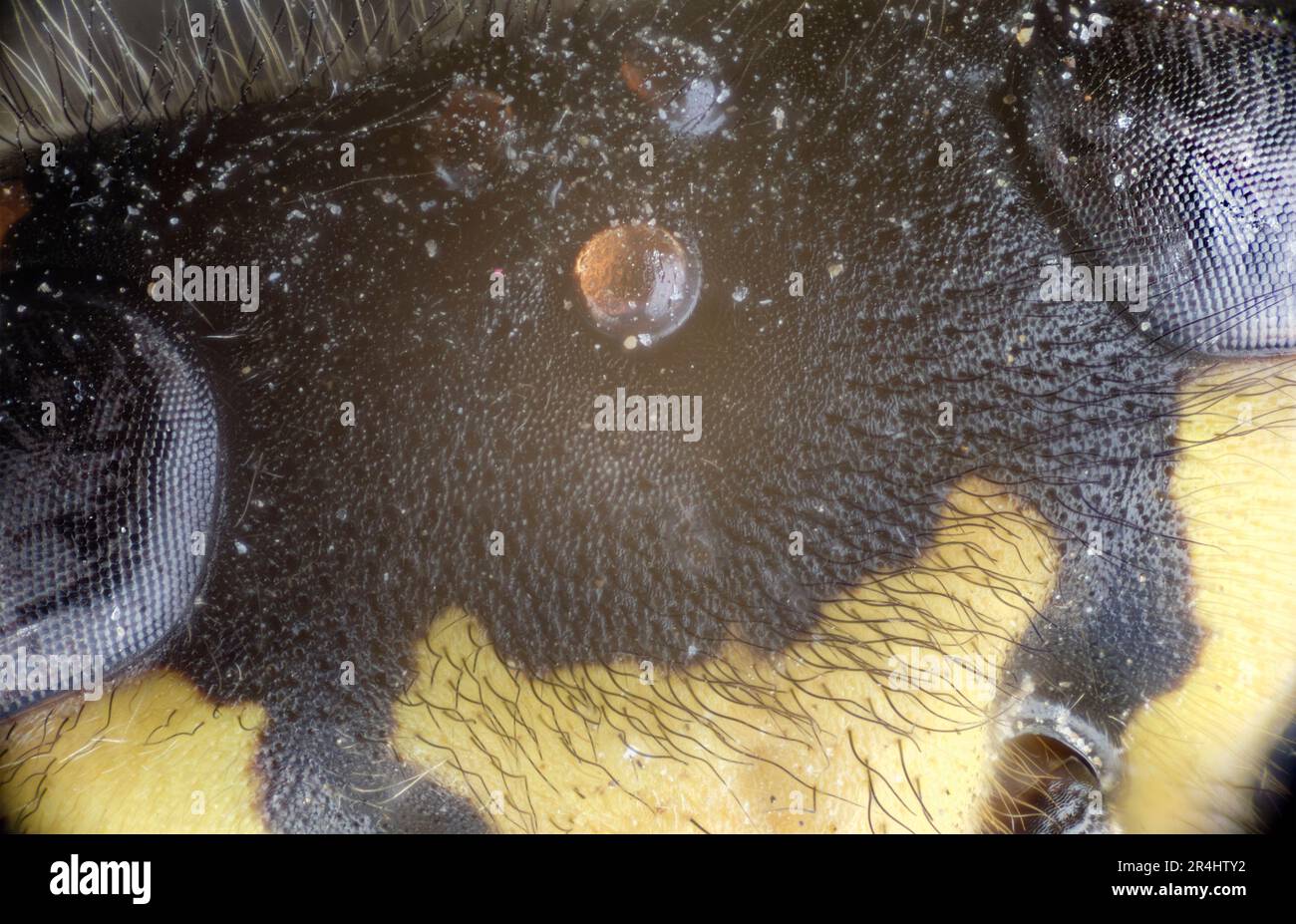 The simple and compound eyes of a honey bee in macro shot. Stock Photo