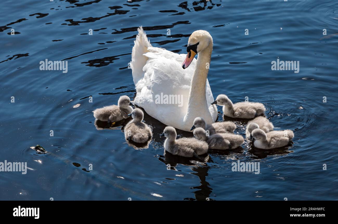 Female mute swan (Cygnus olor) with newly hatched cygnets swimming in river, Water of Leith, Edinburgh, Scotland, UK Stock Photo