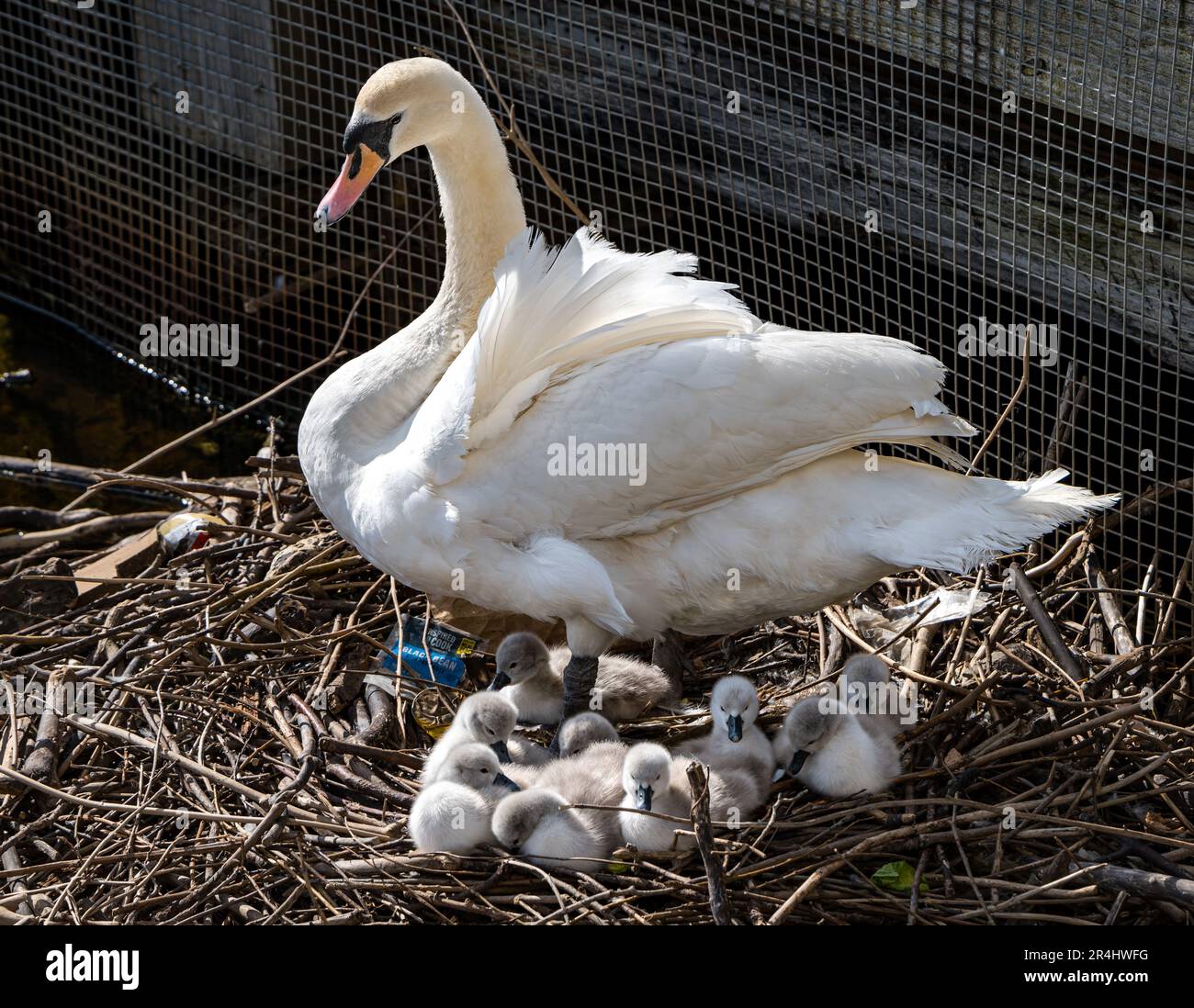 Female mute swan (Cygnus olor) with newly hatched cygnets in nest, Water of Leith, Edinburgh, Scotland, UK Stock Photo