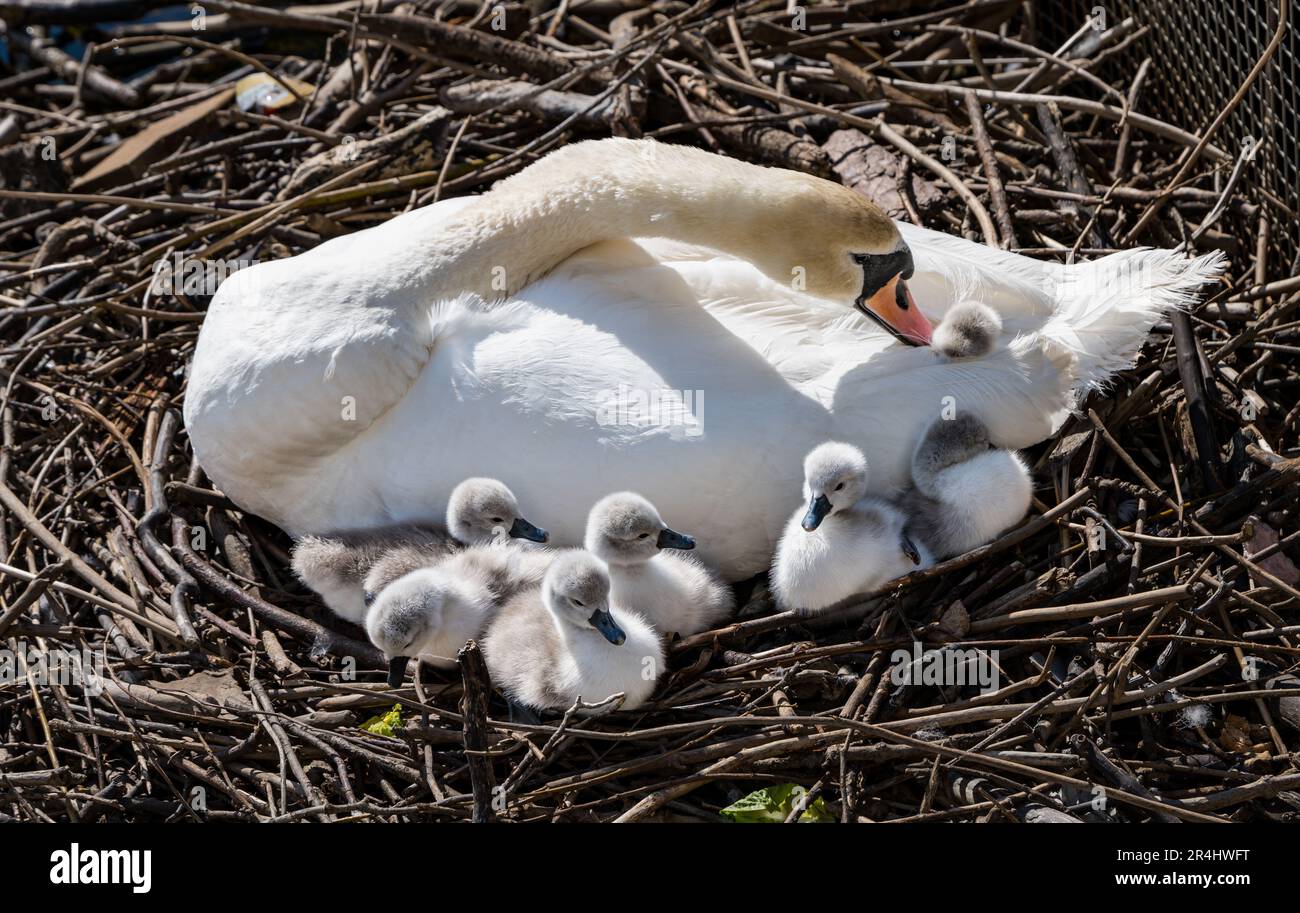 Female mute swan (Cygnus olor) with newly hatched cygnets in nest, Water of Leith, Edinburgh, Scotland, UK Stock Photo