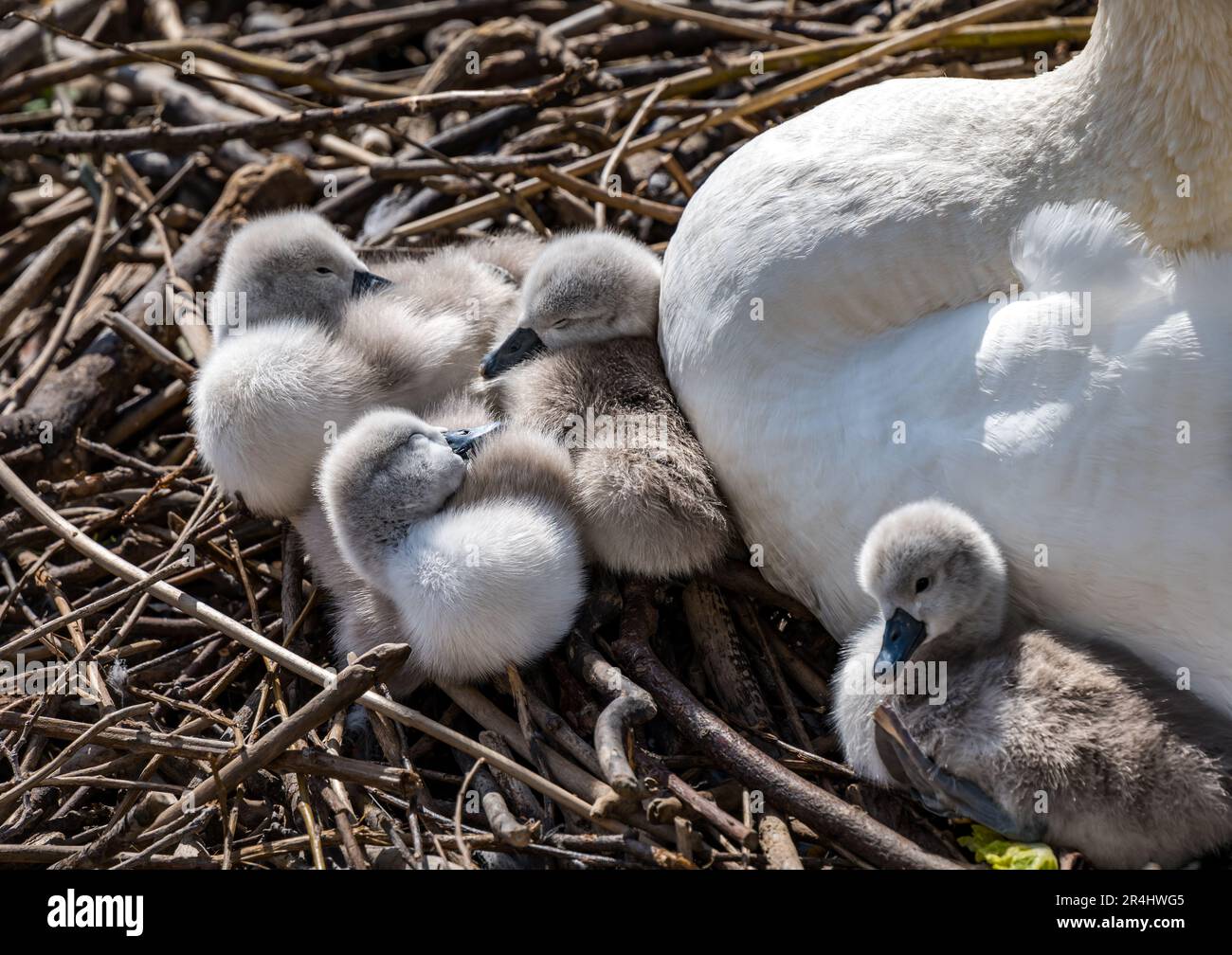 Female mute swan (Cygnus olor) with newly hatched cygnets in nest, Water of Leith, Edinburgh, Scotland, UK Stock Photo