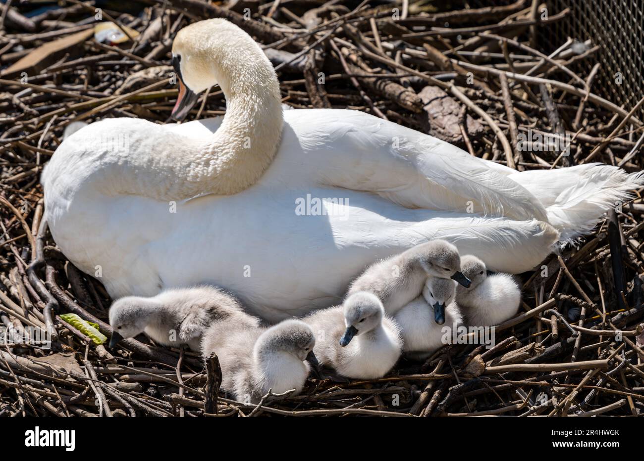 Female mute swan (Cygnus olor) with newly hatched cygnets in nest, Water of Leith, Edinburgh, Scotland, UK Stock Photo