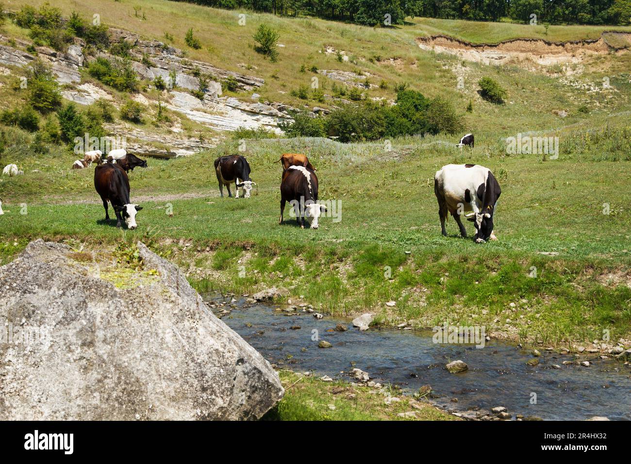 Group of cows is grazed on a meadow, eating a green grass to thetas at a stream Stock Photo