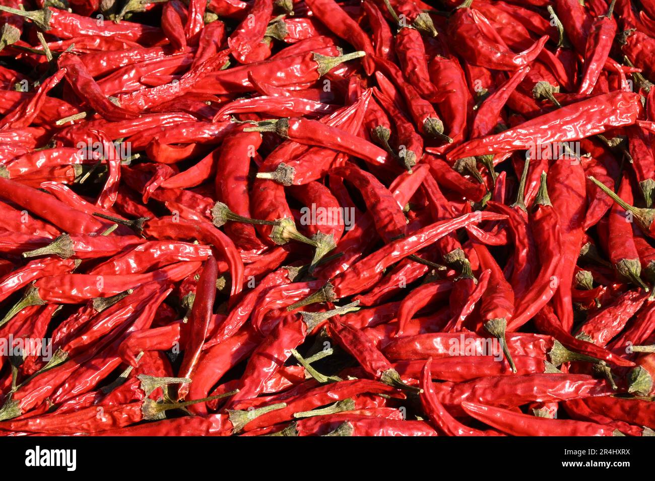 Close-up shots of red chilli (chili) peppers in a textured background Stock Photo