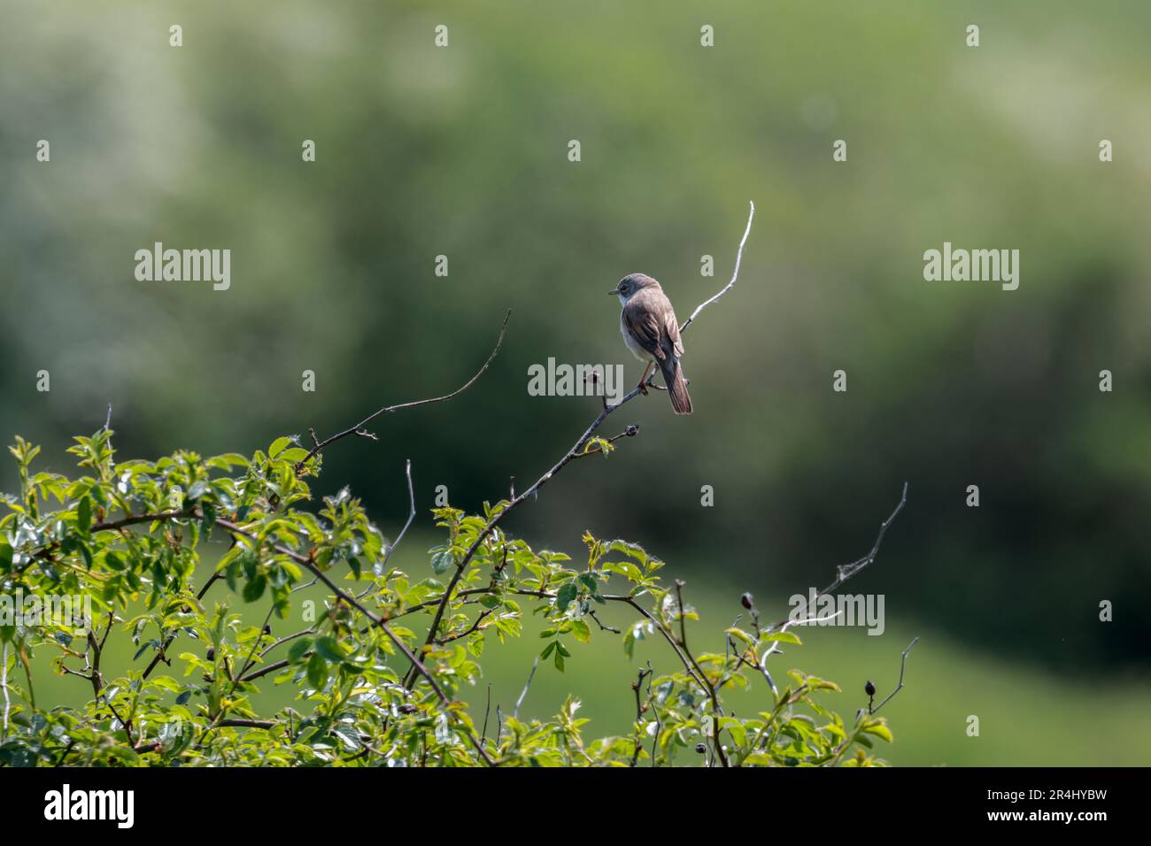 Whitethroat Silvia communis, male grey head white throat whitish buff underparts reddish brown on wings perched on long twig late spring season uk Stock Photo